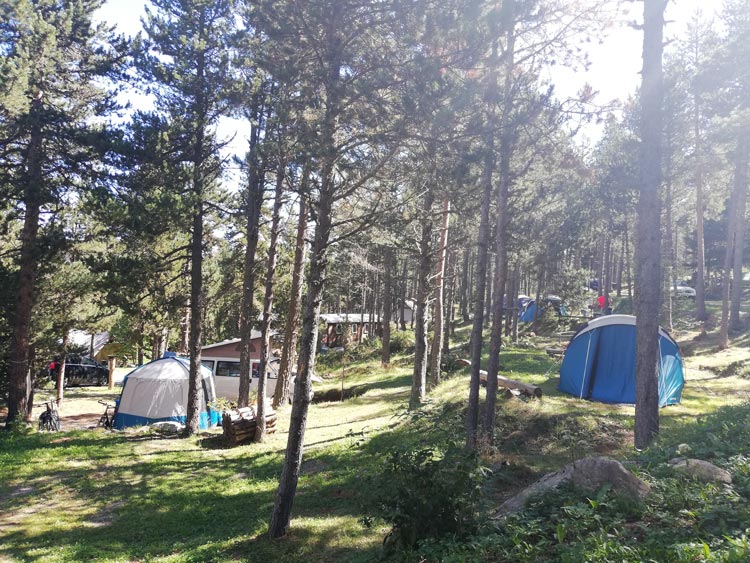 Camping tentes et forêt